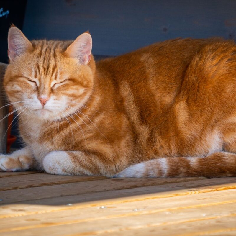 katte